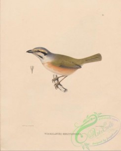 starlings-00119 - 026-Chestnut-sided Shrike-Vireo, vireolanius melitophrys