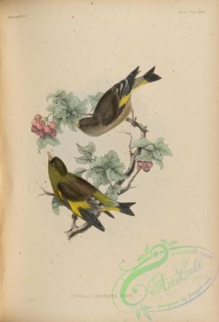 starlings-00140 - 067-fringilla kawarahiba minor