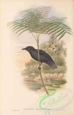 starlings-00143 - 014-Fead-Island Starling, calornis feadensis