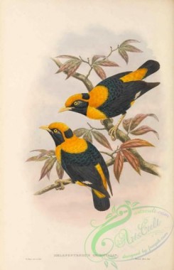 starlings-00146 - 017-Robertson's Starling, melanopyrrhus orientalis