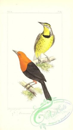 starlings-00148 - sturnus ludovicianus, sturnus ruber