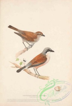 starlings-00150 - Red-backed Shrike, lanius collurio