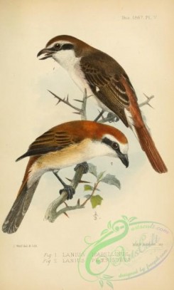 starlings-00156 - Isabelline or Chinese Shrike, lanius isabellinus, lanius phoenicurus