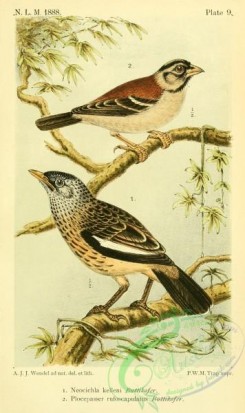 starlings-00165 - neocichla kelleni, Chestnut-backed Sparrow-Weaver, plocepasser rufoscapulatus