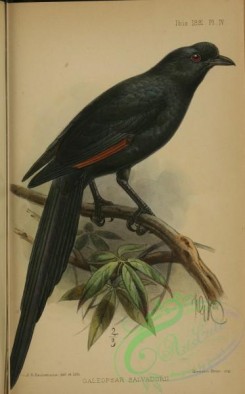 starlings-00171 - Bristle-crowned Starling, galeopsar salvadorii