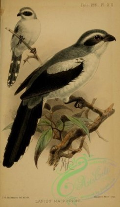 starlings-00172 - Mackinnon's Shrike, lanius mackinnoni
