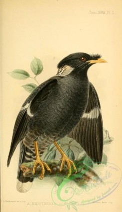 starlings-00173 - Collared Myna, acridotheres albocinctus