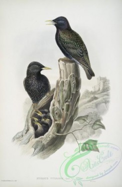 starlings-00189 - 404-Sturnus vulgaris, Starling
