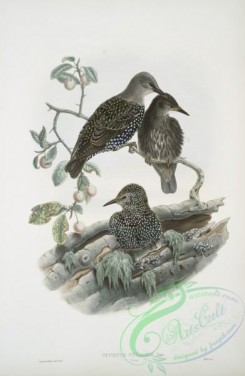 starlings-00190 - 405-Sturnus vulgaris, Young, Starling (young)