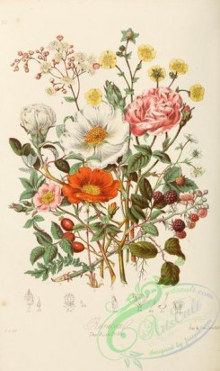 strawberry-00001 - 51-Rosa canina. Rosa punicea. Rosa bracteata. Rosa gallica. Spirea filipendula. Rubus fruticosus. Sieversia elata. Fragaria vesca.