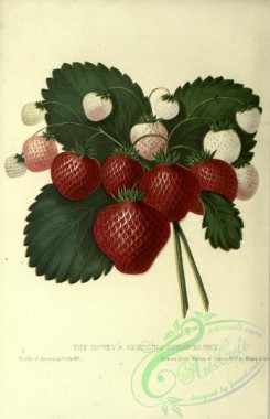 strawberry-00022 - HOVEY'S SEEDLING STRAWBERRY
