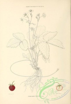 strawberry-00343 - fragaria vesca