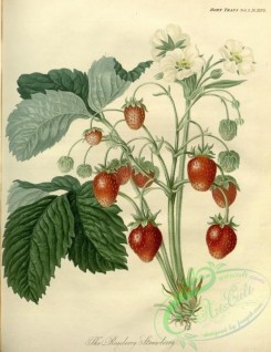 strawberry-00348 - Roseberry Strawberry