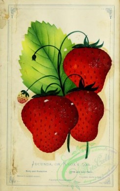 strawberry-00354 - Strawberry - Jucunda or Knox's