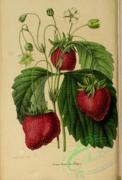 strawberry-00357 - Strawberry