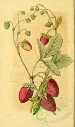 strawberry-00360 - Strawberry