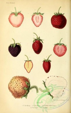 strawberry-00362 - Strawberry