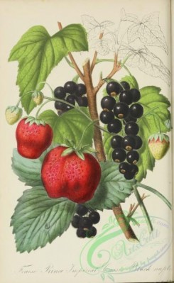 strawberry-00382 - Strawberry, Black Currant