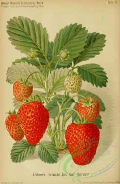 strawberry-00387 - Strawberry