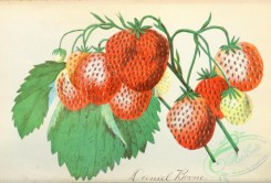 strawberry-00397 - Daniel Boone Strawberry