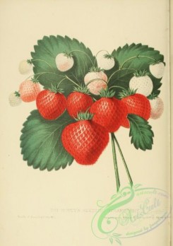 strawberry-00404 - Hovey's Seedling Strawberry