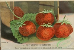 strawberry-00407 - Jewell Strawberry
