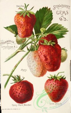 strawberry-00481 - 048-Strawberry