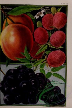 strawberry-00506 - 025-Strawberry, Grapes, Peach