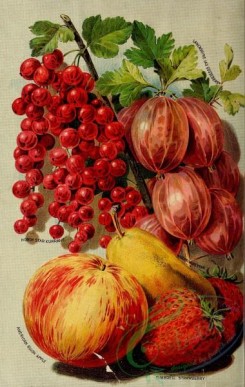 strawberry-00537 - 005-Red currant, gooseberry, Apple, pear, Strawberry