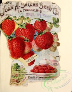 strawberry-00542 - 077-Strawberry, plate