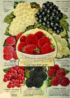 strawberry-00566 - 079-Strawberry, Grapes, Gooseberry, Raspberry, Currant