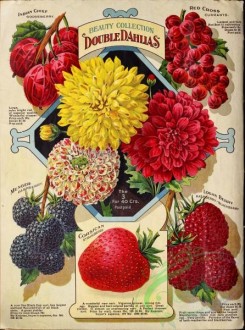 strawberry-00579 - 086-Dahlia, Gooseberry, Currant, Raspberry, Blackberry, Strawberry