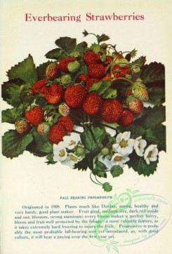 strawberry-00590 - 074-Strawberry