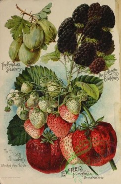 strawberry-00633 - 002-Gooseberry, Blackberry, Strawberry