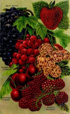 strawberry-00643 - 099-Grape, Strawberry, Currant, Gooseberry, Raspberry