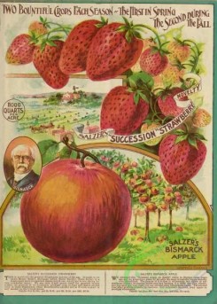 strawberry-00656 - 001-Apple, Strawberry, Field, trees
