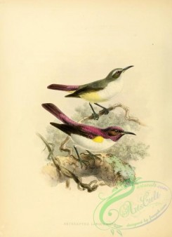 sunbirds-00024 - anthreptes longuemarii