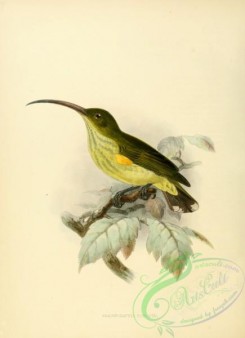 sunbirds-00034 - aracnothera robusta