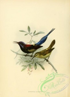 sunbirds-00036 - Black-throated Sunbird