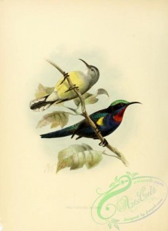 sunbirds-00039 - chalcostetha insignis