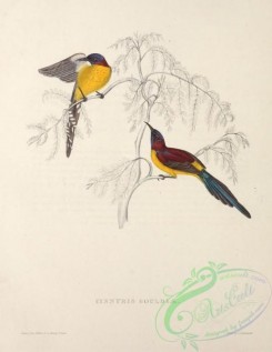 sunbirds-00146 - cinnyris gouldiae (L)