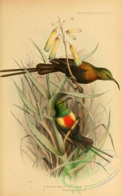 sunbirds-00151 - Bronze Sunbird, nectarinia melanogastra