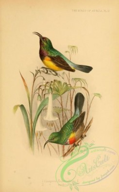 sunbirds-00152 - cinnyris falkensteini, Eastern, Usambara or Forest Double-collared Sunbird