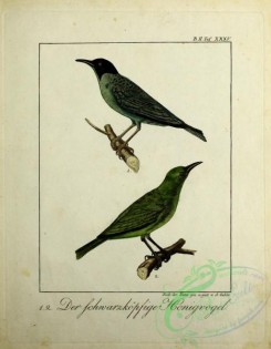 sunbirds-00161 - nectarinia spiza