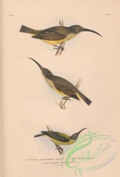 sunbirds-00169 - 011-nectarinia robusta, nectarinia armata, nectarinia novae guineae