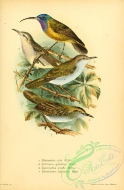 sunbirds-00174 - chalcomitra oritis, Mouse-brown Sunbird, anthreptes gabonicus, camaroptera pileata, Olive-green Camaroptera, camaroptera chloronota