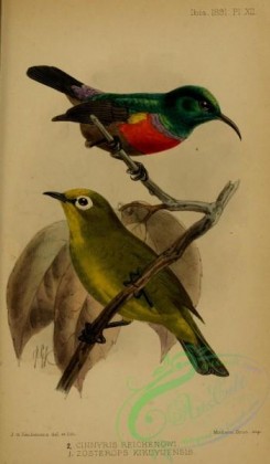 sunbirds-00179 - Northern Double-collared Sunbird, cinnyris reichenowi, zosterops kikuyuensis