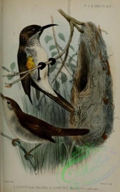 sunbirds-00193 - Socotra Cisticola, cisticola incana, Socotra Sunbird, cinnyris balfouri