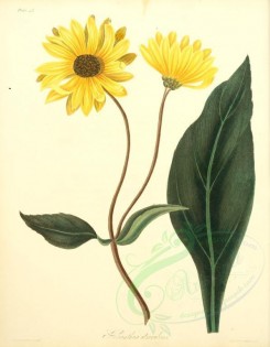 sunflower-00001 - helianthus atrorubens [2550x3279]