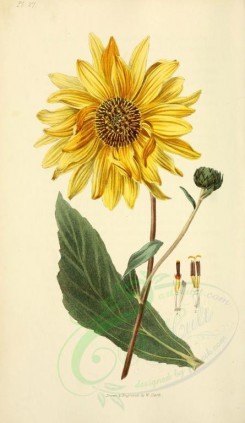 sunflower-00002 - 27-Shagreen-leaved Sunflower - helianthus atrorubens [2001x3450]